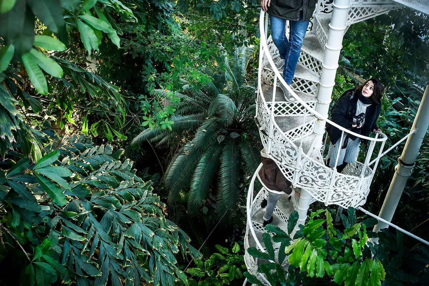 18 søjler i støbejern bærer taget i en centrale del af Botanisk Haves væksthus. En trappe - ligeledes i støbejern - giver adgang til at komme op i højden og se planterne fra oven.
