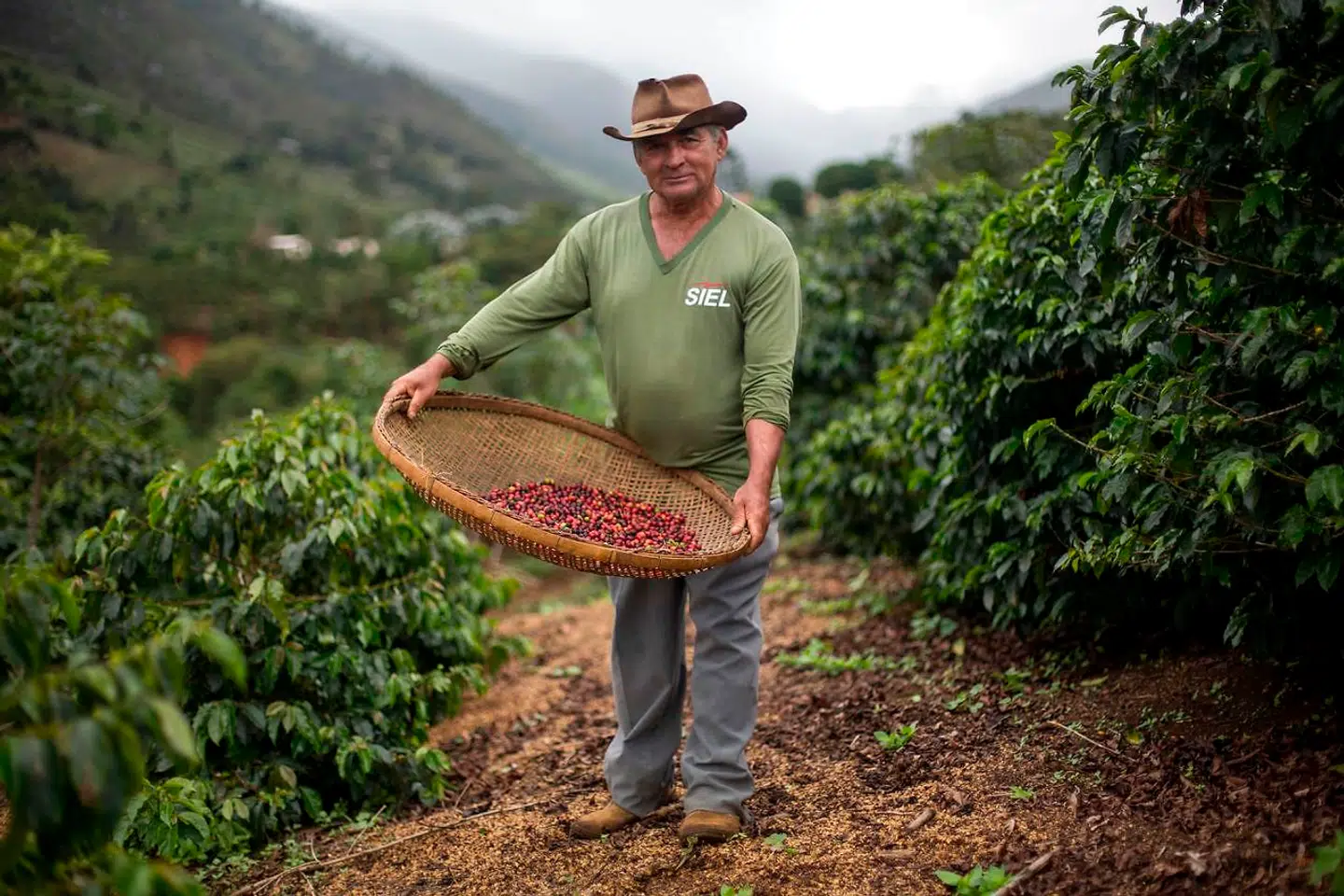 Brasilien er verdens største producent af kaffe og har været det siden 1840erne. Det anslås, at landets 300.000 kaffeplantager står for cirka 30 procent af det globale kaffemarked. Brasilien er derfor så markedsdominerende, at en god høst i landet kan diktere råvarepriserne på kaffe.