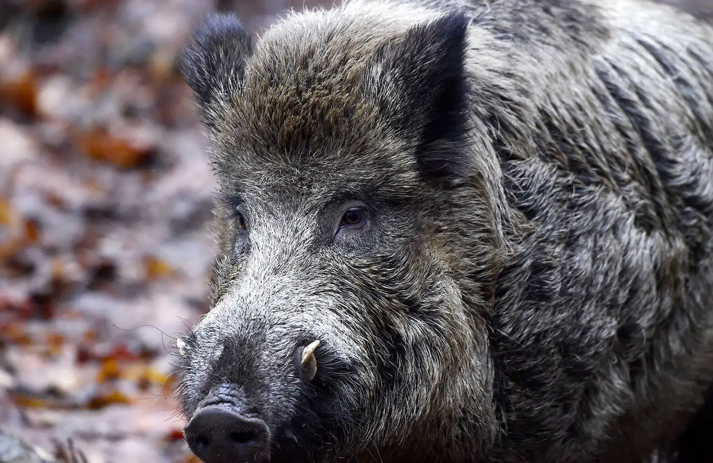 Foto af et vildsvin.