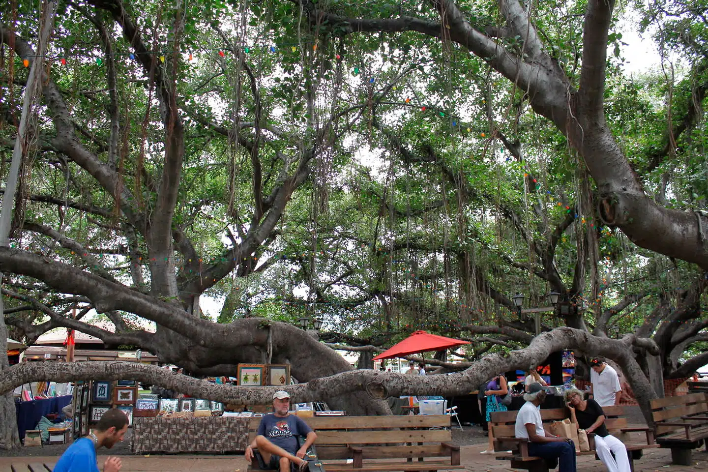 Det mest omfangsrige banyan-træ i Hawaii står tæt ved havnen i Lahaina på Maui.