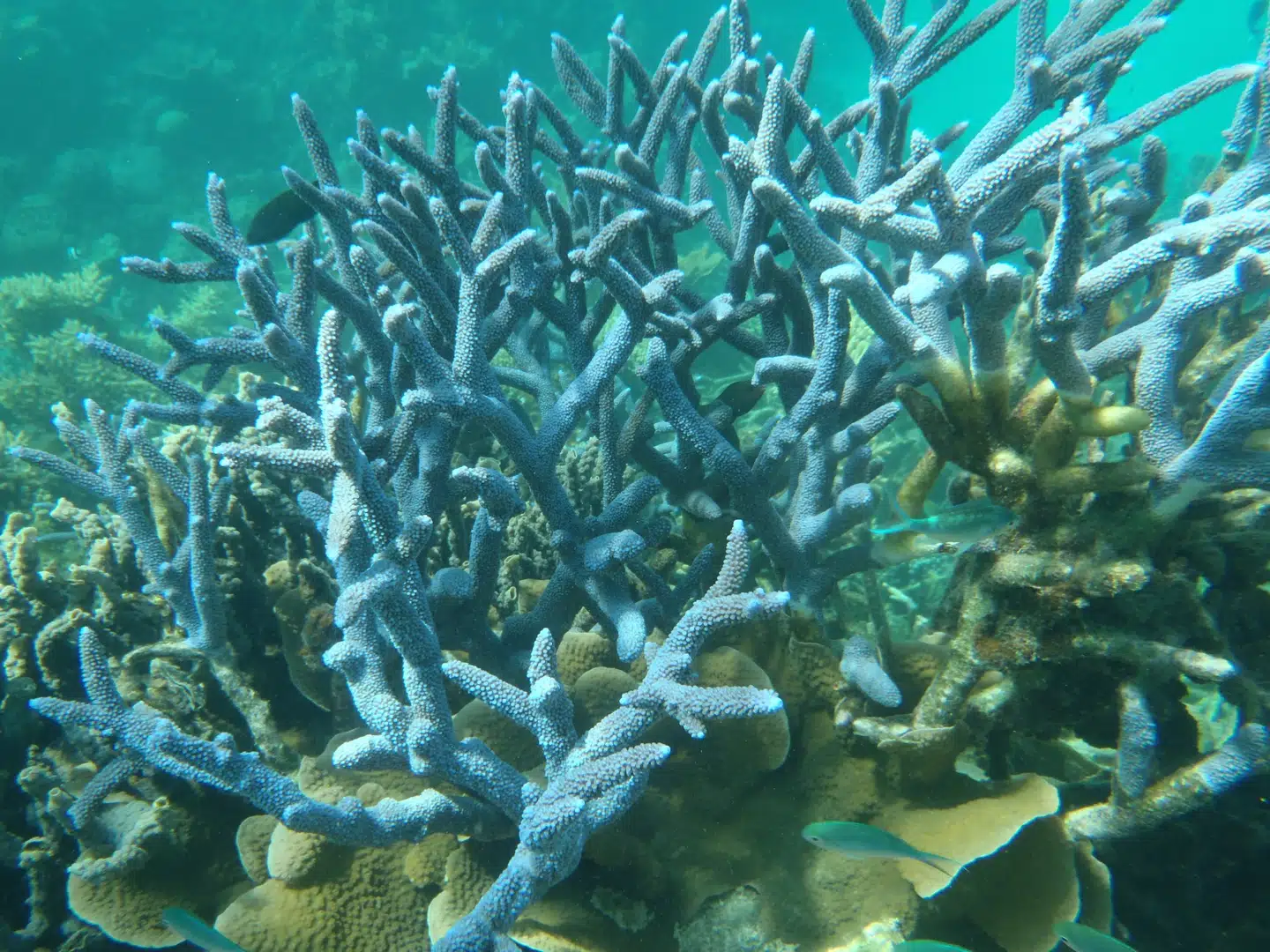 Ningaloo Reef løber 280 kilometer langs kysten.