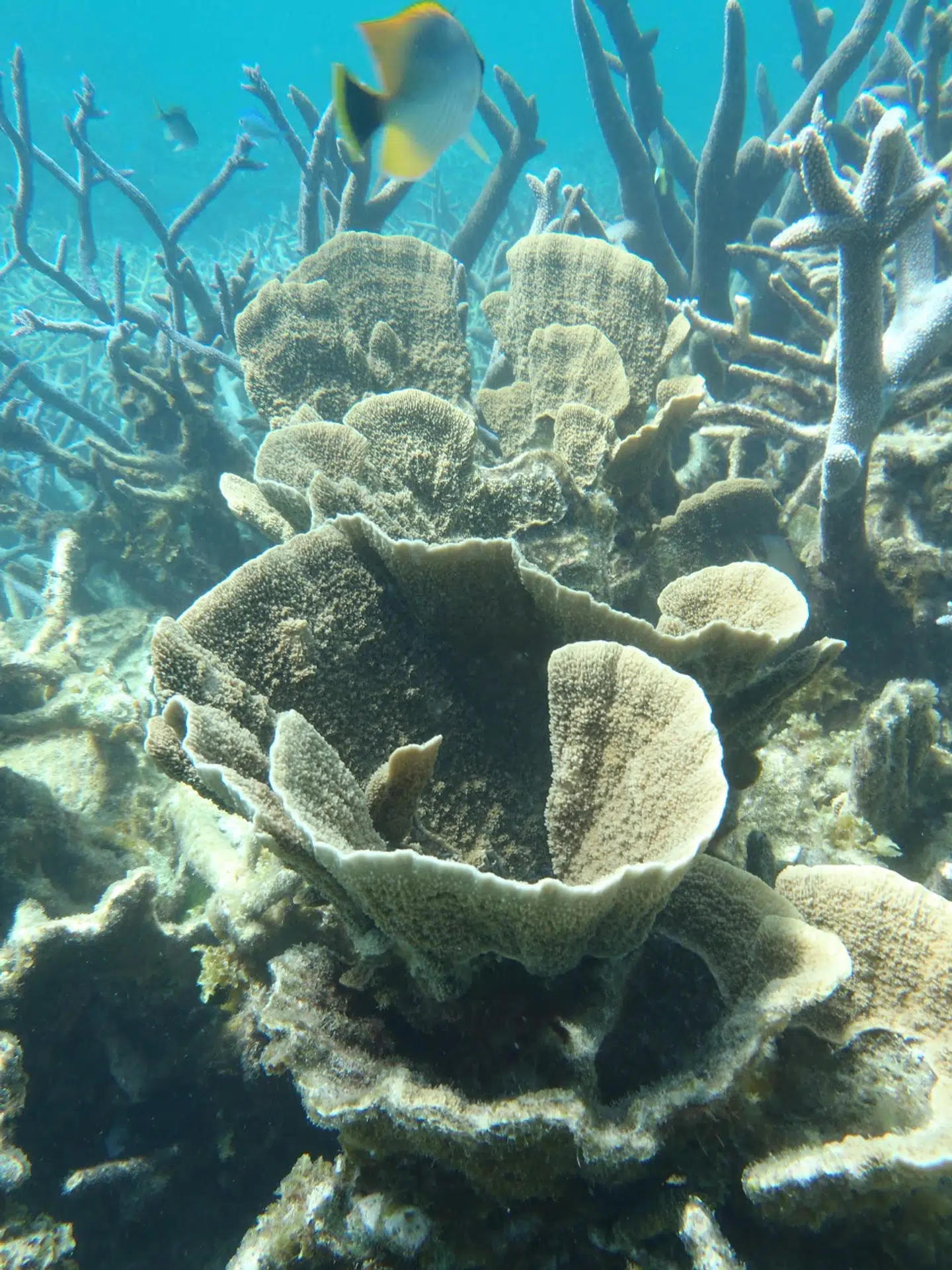 Ningaloo Reef er en del af UNESCO's verdensarv.