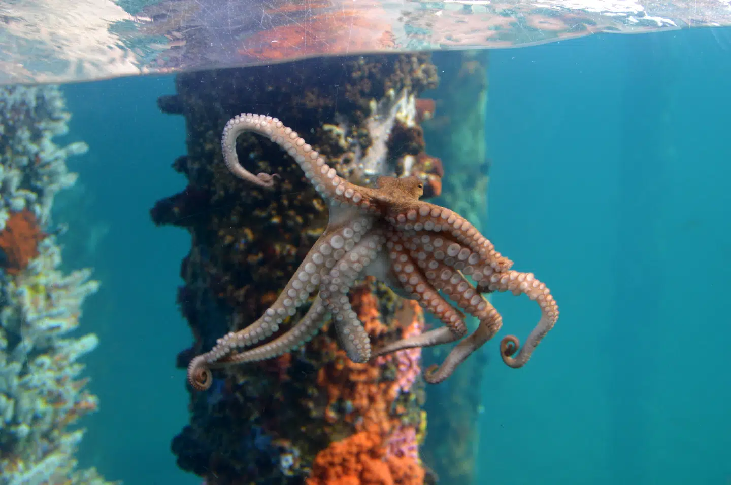 En blæksprutte venter på at blive fisket op af vandet ved Busselton Jetty.