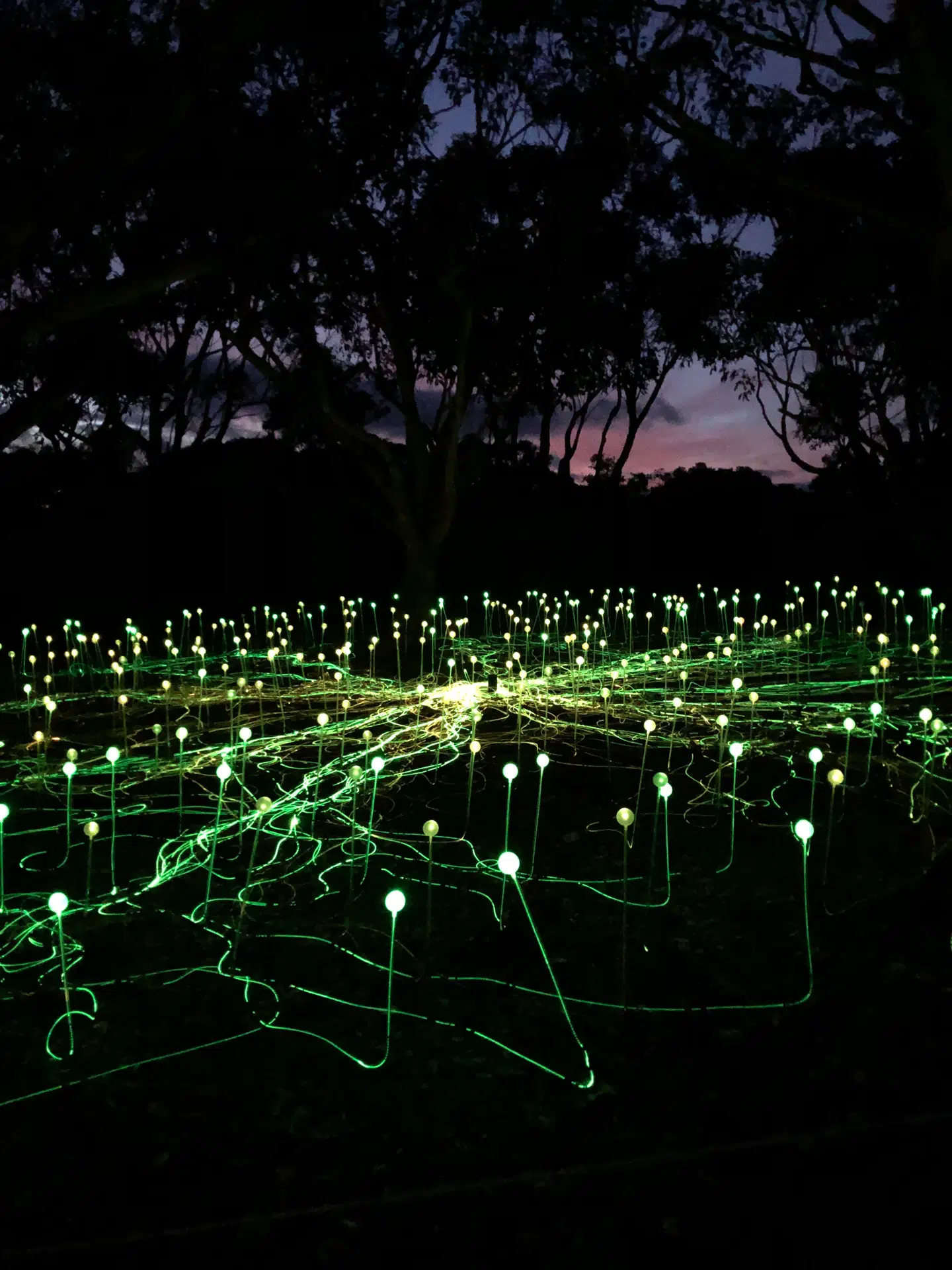 Lysmarken The Field of Light på Albanys store boulevard Avenue of Honour ærer soldater, der faldt under 1. verdenskrig.