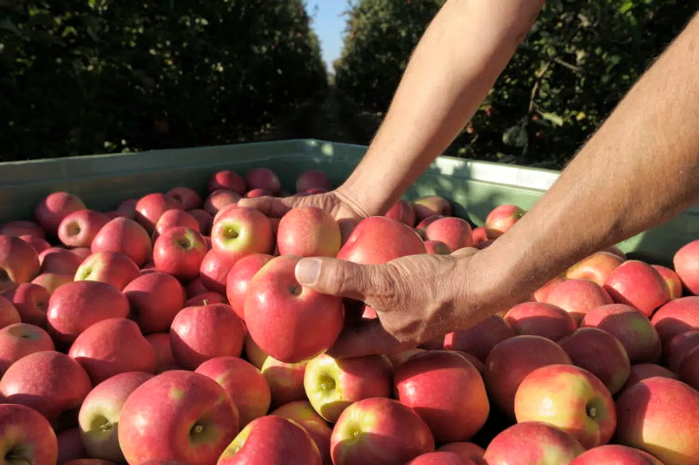 Pink Lady® er et af de firmaer, som sikrer en bæredygtig produktion. (Foto: Pink Lady®)