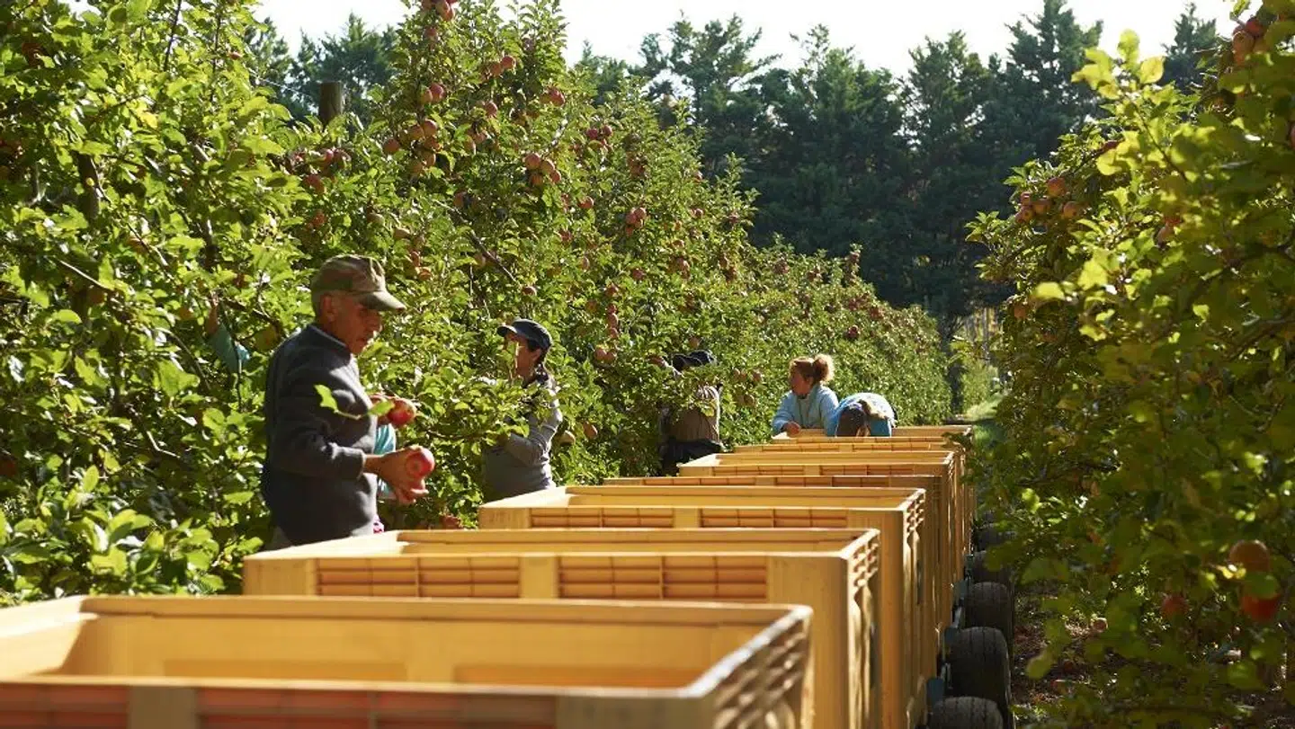 Hos Pink Lady® plukkes æblerne ved håndkraft efter syv måneders modning på træet. (Foto: Pink Lady®)