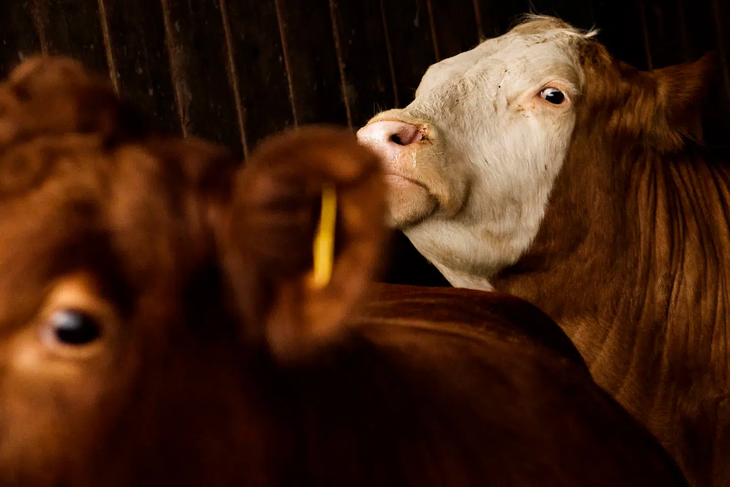 Mellem 70 og 80 køer omkom søndag i en brand i en stor stald i en stor stald i den svenske kommune Säffle