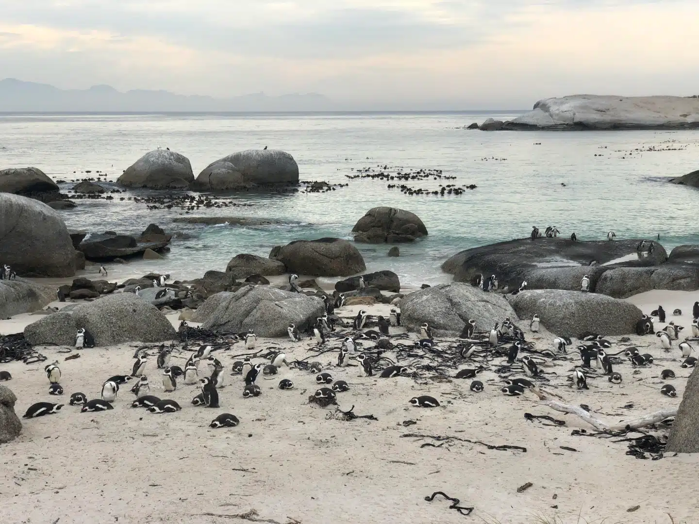 Har man begivet sig ud på en tur til Kap det Gode Håb, ligger Boulders Beach og den store og underholdende pingvinkoloni på vejen. Pingvinerne har slået sig ned permanent på denne lille strand, fordi den ligger beskyttet af store sten og vel nærmest kan kaldes en pingvinpool.