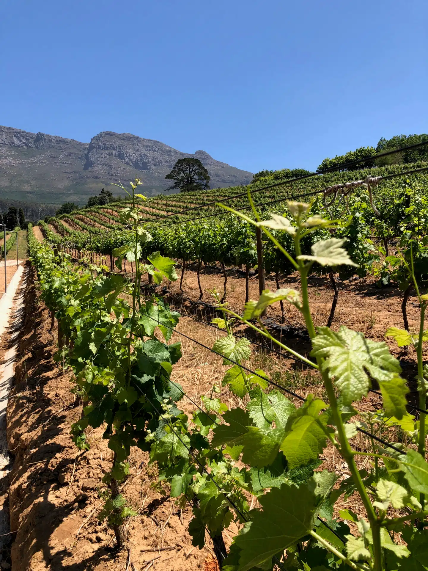 Vinstokkene omkring Cape Town har historie tilbage til 1652, hvor de første europæerne landede for at anlægge en forsyningsstation for skibe på vej rundt om Afrikas sydspids.