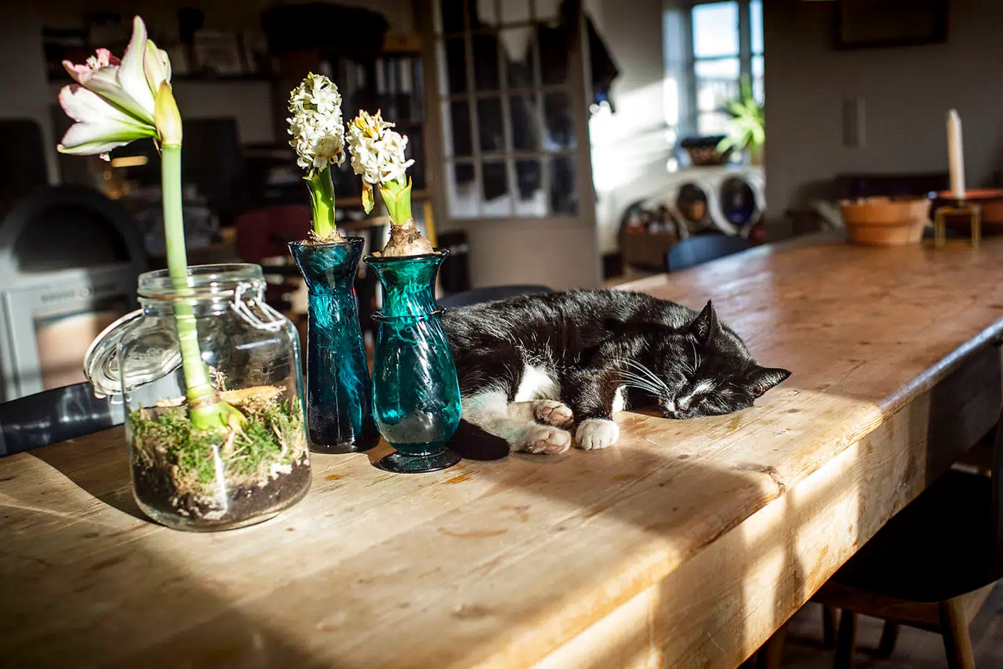 Tingene skal bruges og hjemmet tilhører både dyr og mennesker.