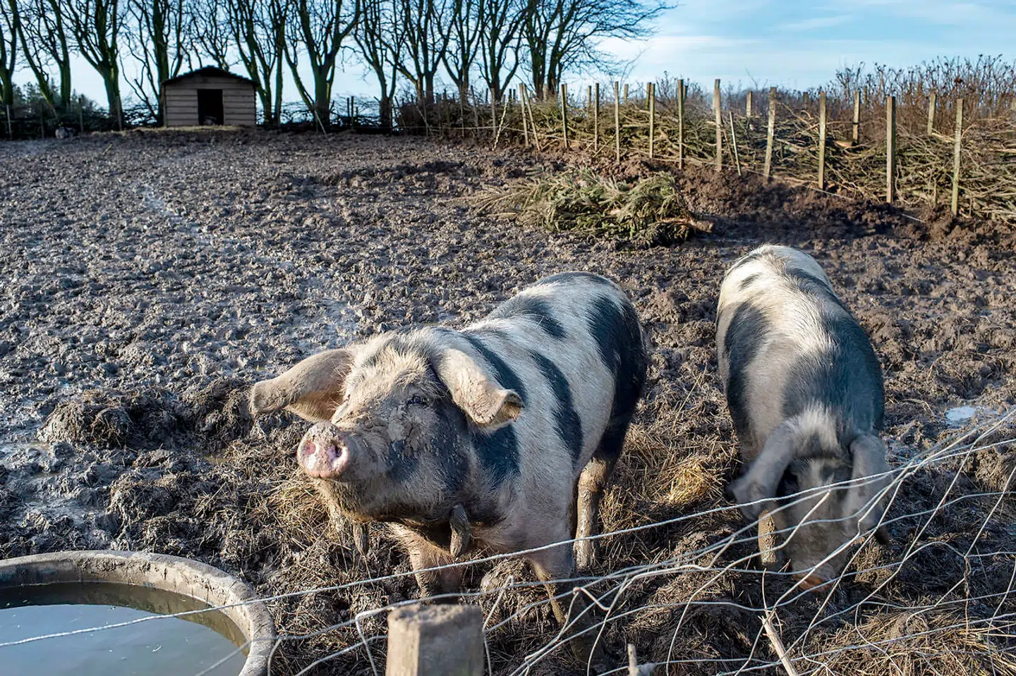 Rabarbergaarden er selvforsynende og derfor ryger grisene før eller siden fra baghaven over på menukortet.