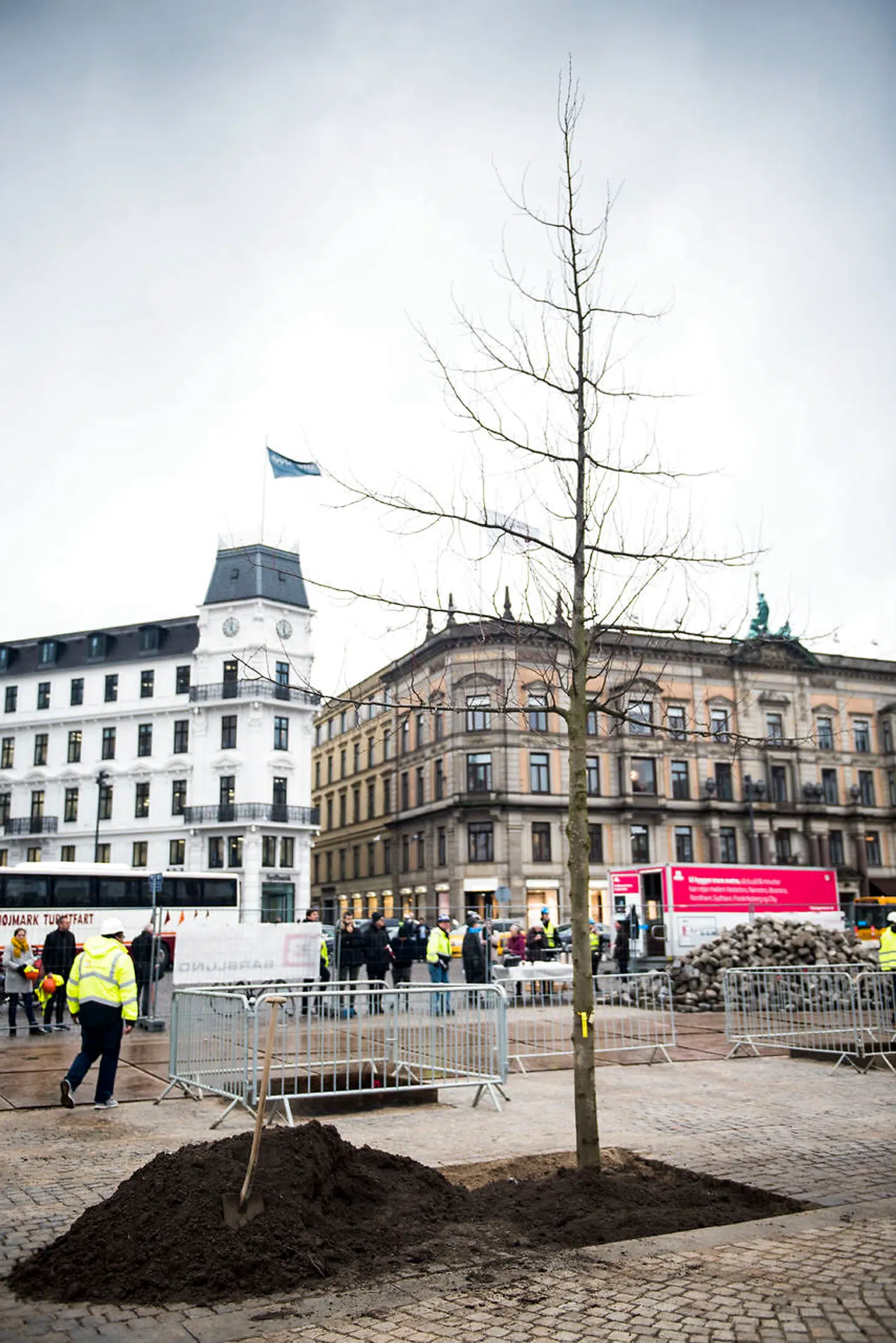 Det første kejserlindetræ ud af 80 på Kgs. Nytorv. Sået i Hamborg i 2003. Plejet på Birkholm Planteskole i Allerød.
