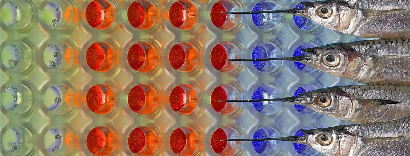 Fiskeolier skal spise direkte fra fisken og ikke i pilleform for at beskytte mod hjertesygdom.Foto: CSIRO, det australske nationale institut for teknologi og videnskab.