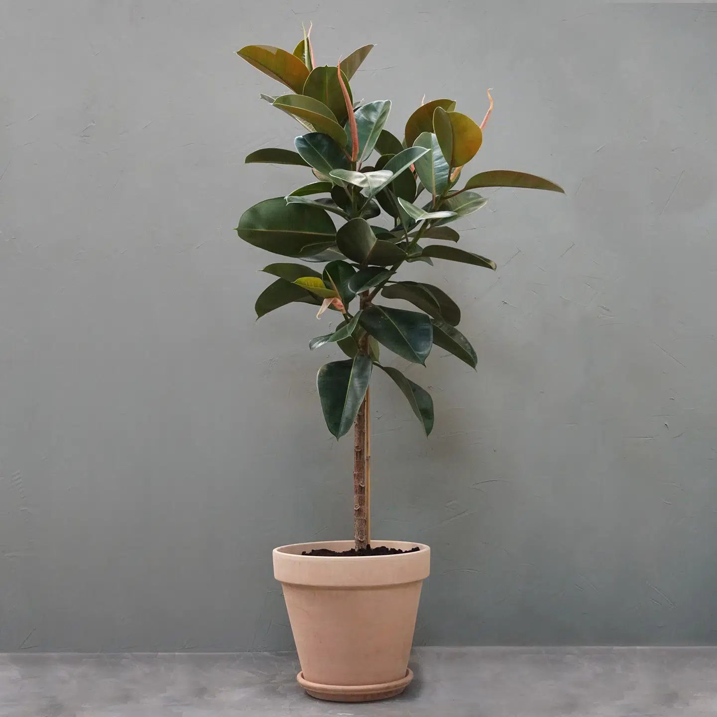 Vi kommer til at omgive os med planter – og gerne de store af slagsen.