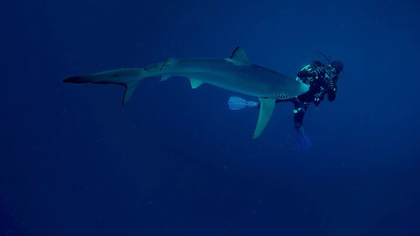 Lasse Spang Olsen svømmer med en haj i Det Indiske Ocean.