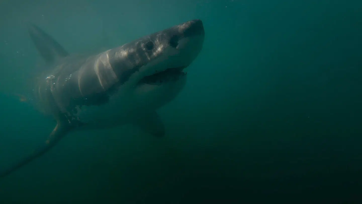 »Hajer ser ret dårligt, så de lugter sig frem til. Uheldigvis sidder hajers lugtesans primært i tandkødet, hvilket er ret ærgerligt for dem, de lugter til.«