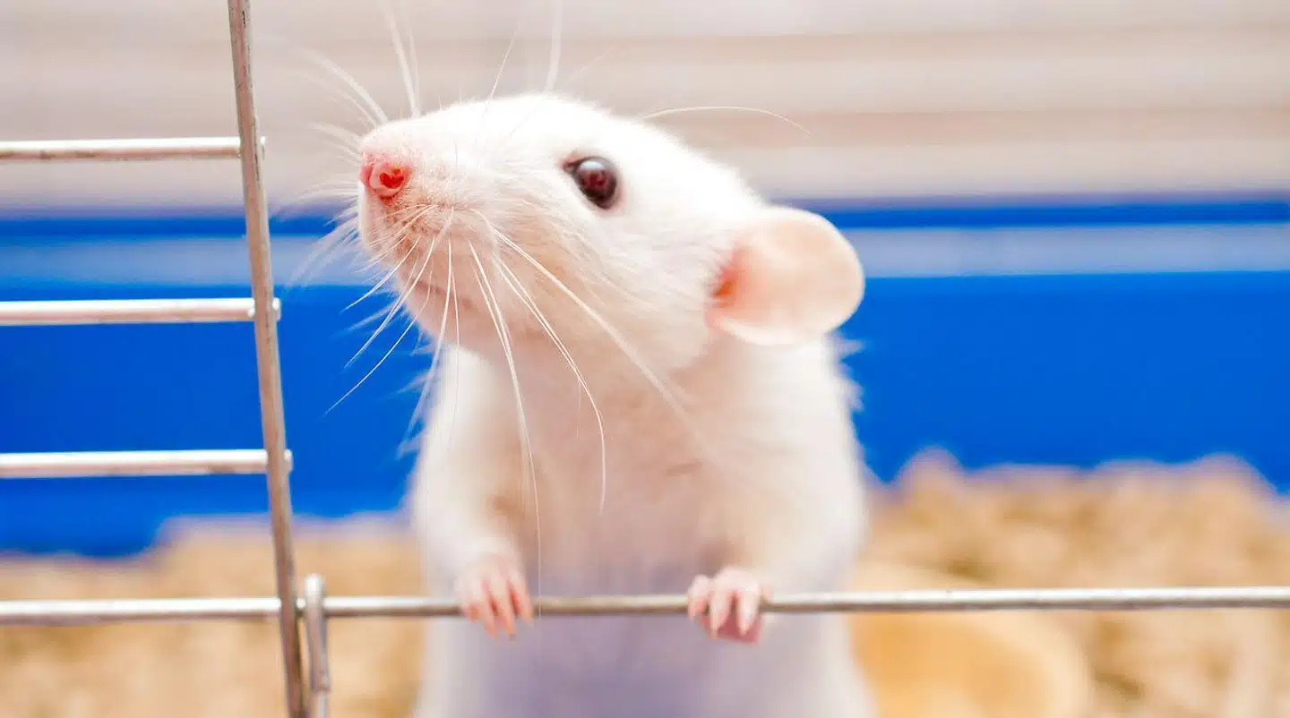 Rotter vil hjælpe både hinanden og robotter med at undslippe fra et bur.