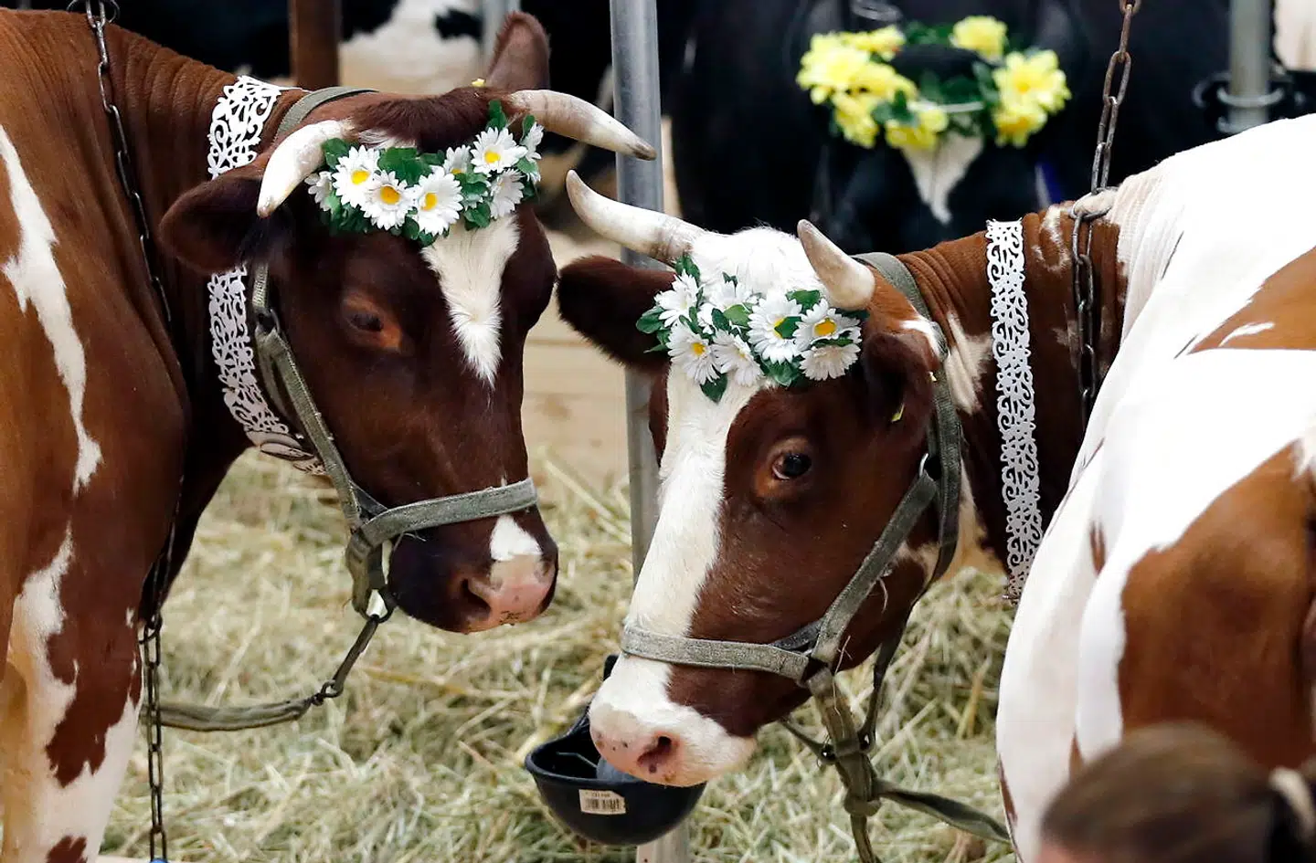 Landbrugspolitikken udgør stadig sammen med regionalfondene langt den største del af EUs budget. Også her skal sparekniven findes frem. Men landene er uenige om, hvordan det skal ske. Diskussionen er en del af forhandlingerne om et nyt flerårigt budget der skal løbe fra 2021 til 2027.