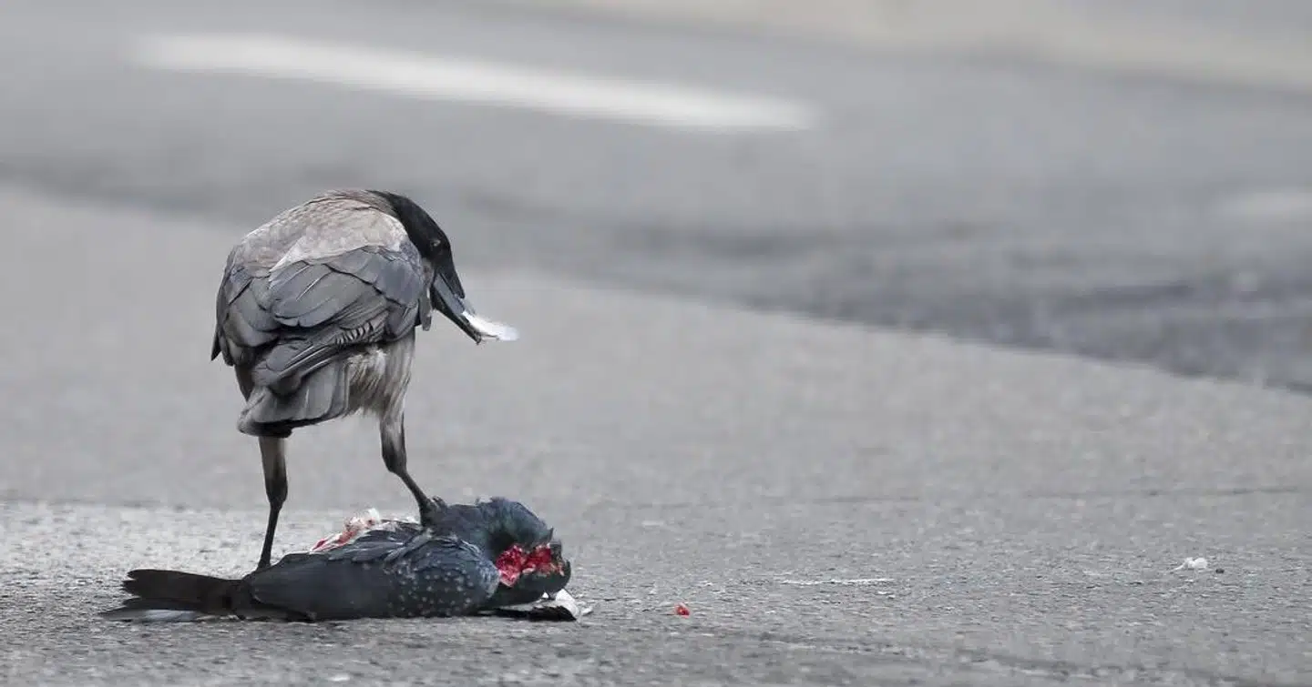 Gråkrager er for kloge til at være nemme ofre for trafikdrab, men er ikke for fine til at drage nytte af andre fugles ulykke.