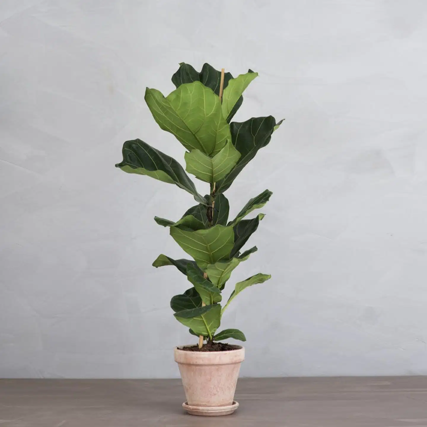 Den hurtigste vej til forandring i boligen. Violinfigen fra Greenify, fra 495 kr.