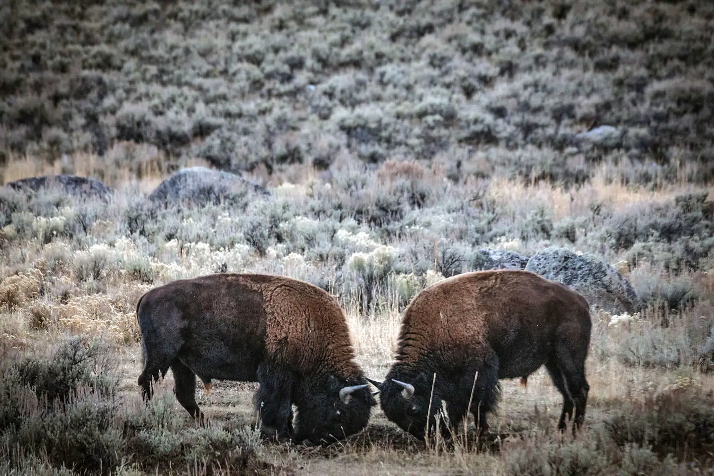 I USA er Yellowstone National Park det eneste sted, man kan se bisoner og ulve i større antal. Og det er på grund af parken, at disse dyr kan overleve. Yellowstone var afgørende for genoplivningen af bisonbestanden, for de grå ulve, trompetersvaner, elge og grizzlybjørne. Alle fem arter var på vej mod udryddelse, inden de fandt et tilflugtssted i parken.