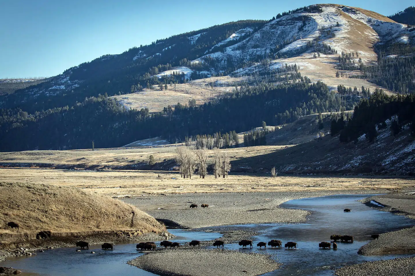 Bisonokser vandrer i Yellowstone Park. Fire millioner mennesker besøger hvert år parken, som år for år ændrer sig.