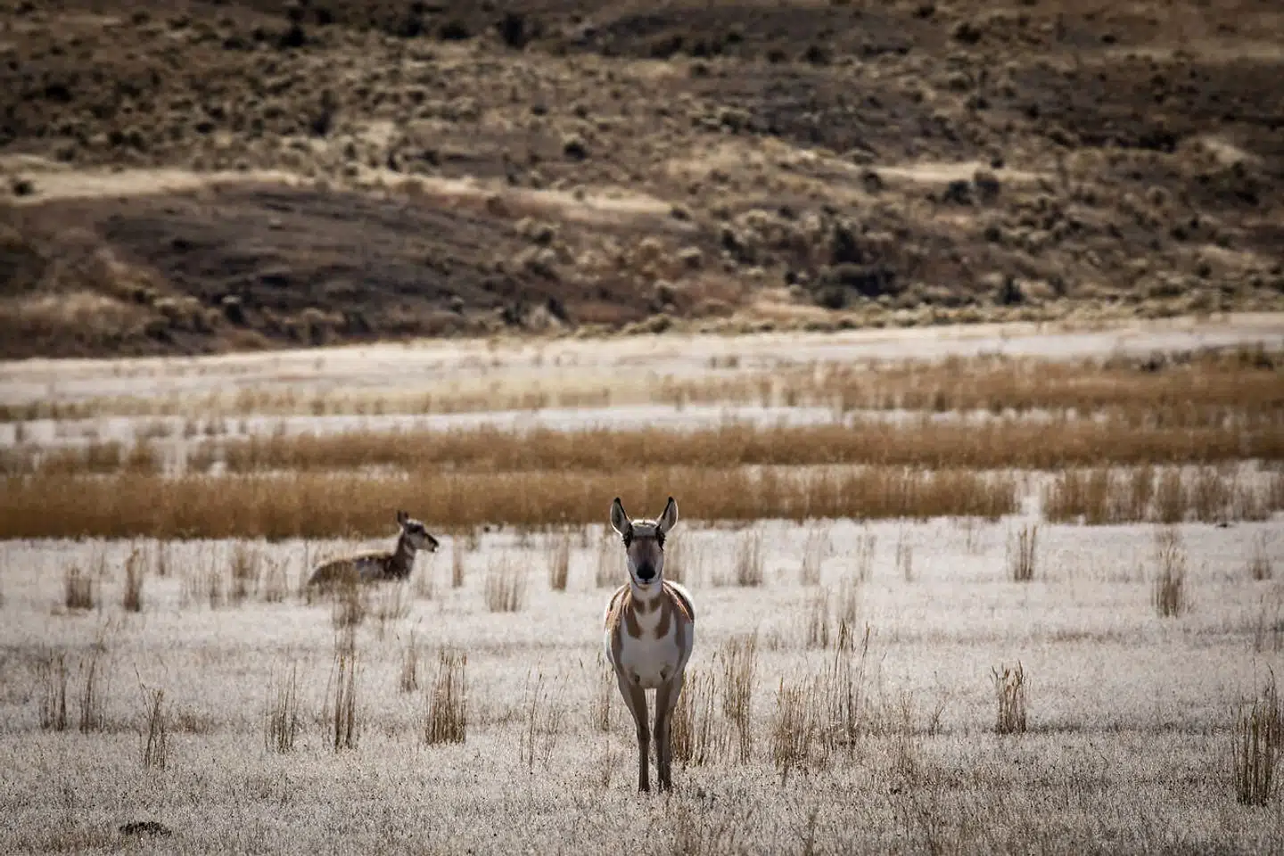 Gaffelbukke i Yellowstone National Park. I baggrunden planten taghejre - en invasiv art, som har erstattet andre spiselige, hjemmehørende planter.