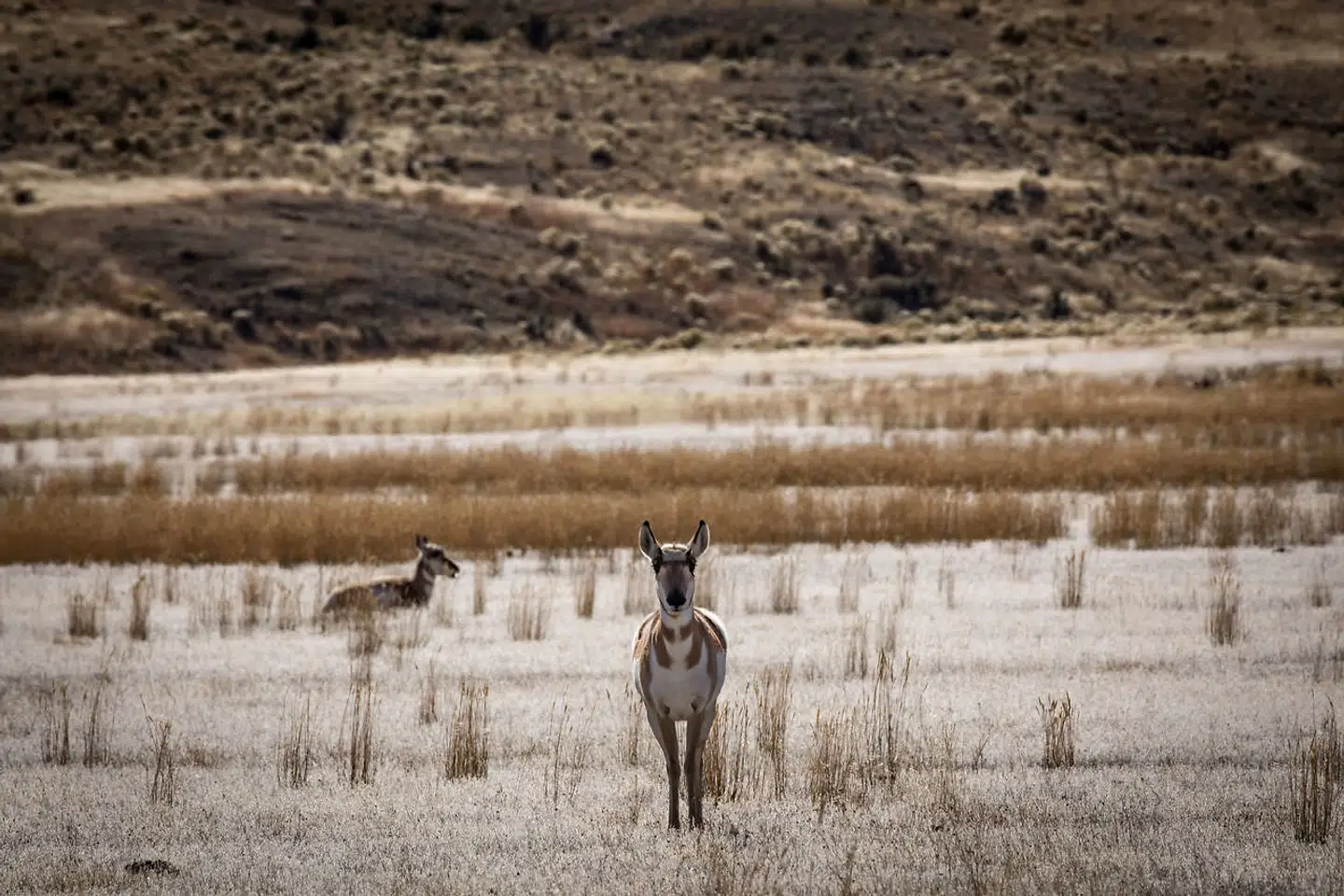 Gaffelbukke i Yellowstone National Park. I baggrunden planten taghejre - en invasiv art, som har erstattet andre spiselige, hjemmehørende planter.