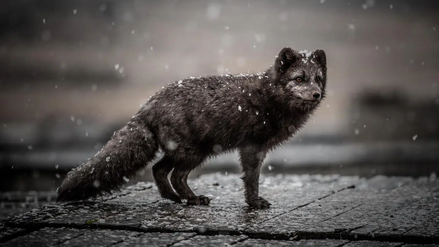 Polarræv ved Pyramiden.