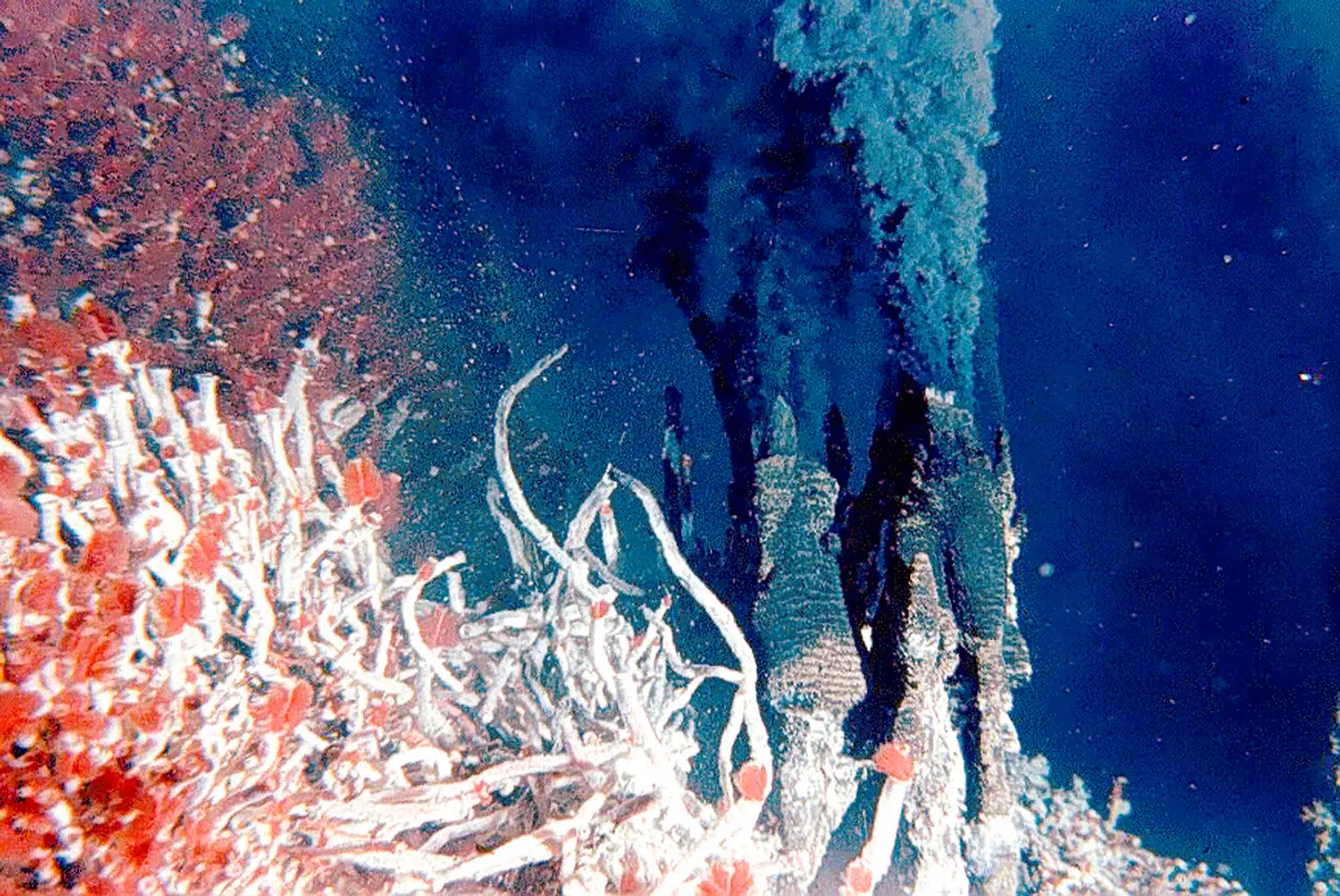 For 41 år siden løftede forskere sløret for en af jordklodens største hemmeligheder – de rygende såkaldte »black smokers« på havbunden med en enorm rigdom af liv.