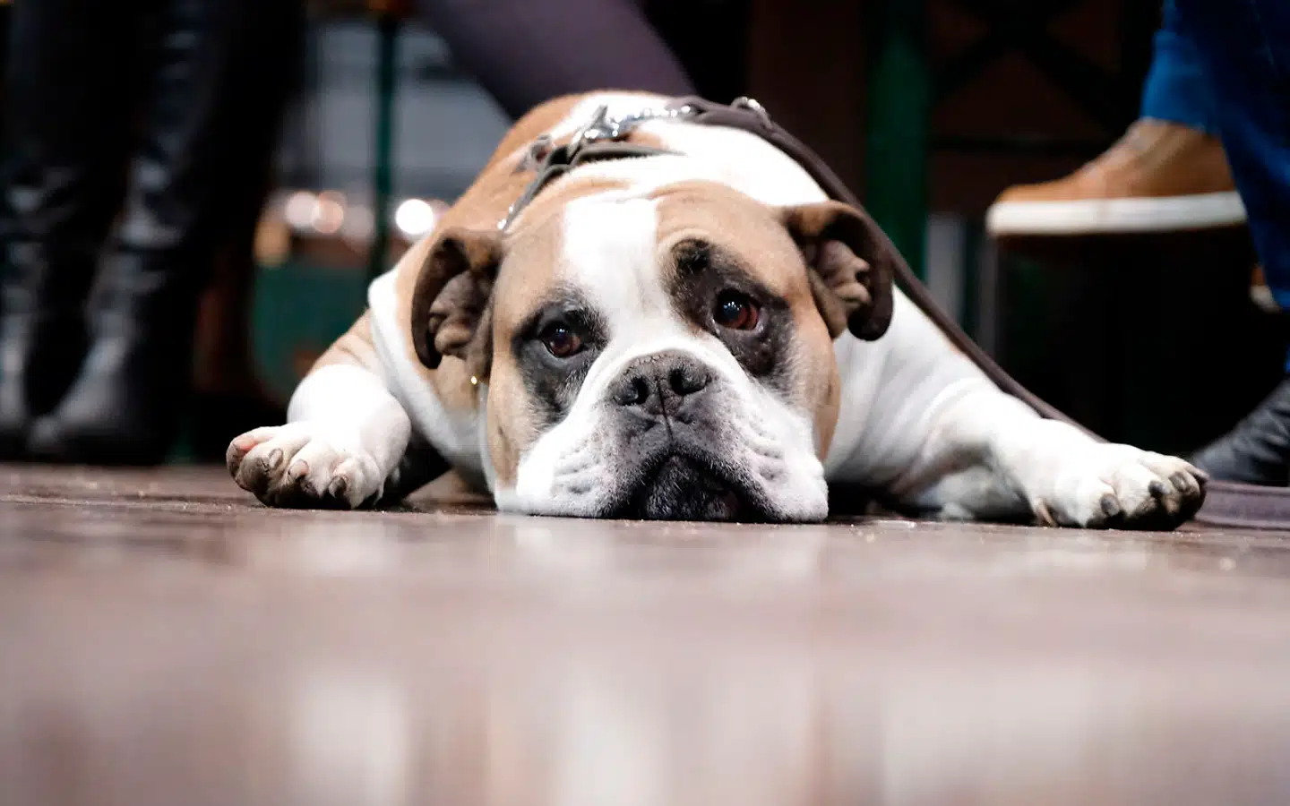 Snart må man gerne få sin hund med sig i graven, når man bisættes. I hvert fald på en kirkegård i Hamborg. Mange tyskere bor alene, og hunden er ofte det nærmeste familiemedlem.