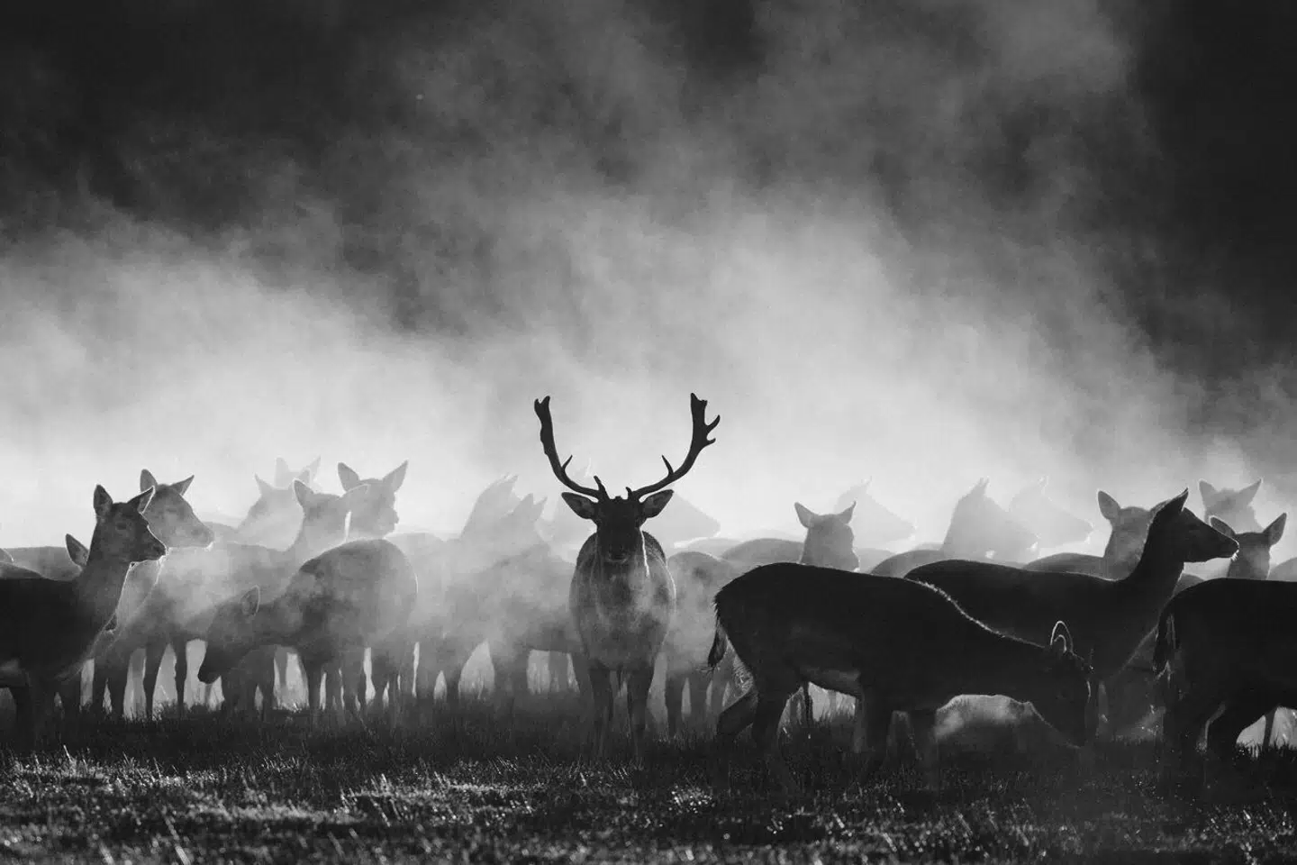 Der er ifølge forskere for første gang fundet hjorte i Europa, der har udviklet antistoffer mod coronavirus. Dog ikke i Danmark eller Randers Dyrehave, hvor billedet her er taget.