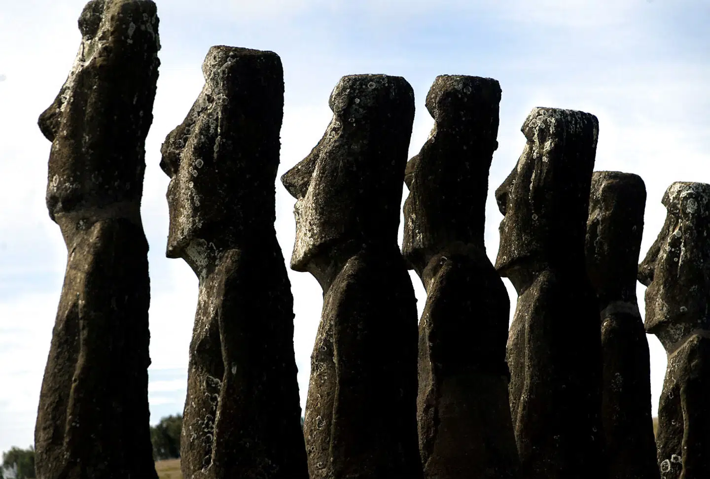 Der er omkring 900 af de kendte moai-statuer hugget i vulkansk sten på Påskeøen. De største er næsten ti meter høje og vejer 82 ton.