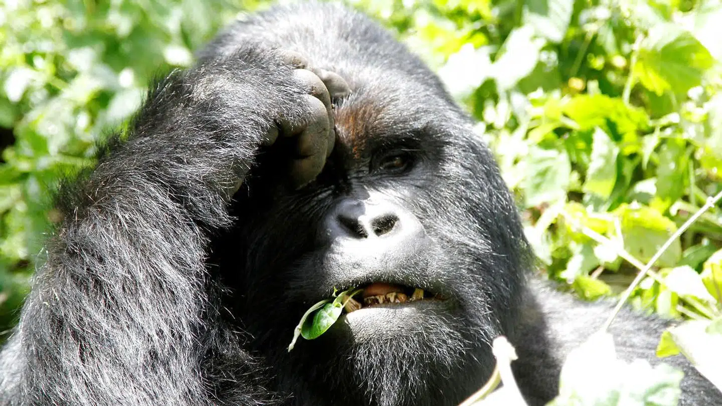 En bjerggorilla foreviget i Virunga-nationalparken ved Goma i det østlige DR Congo.