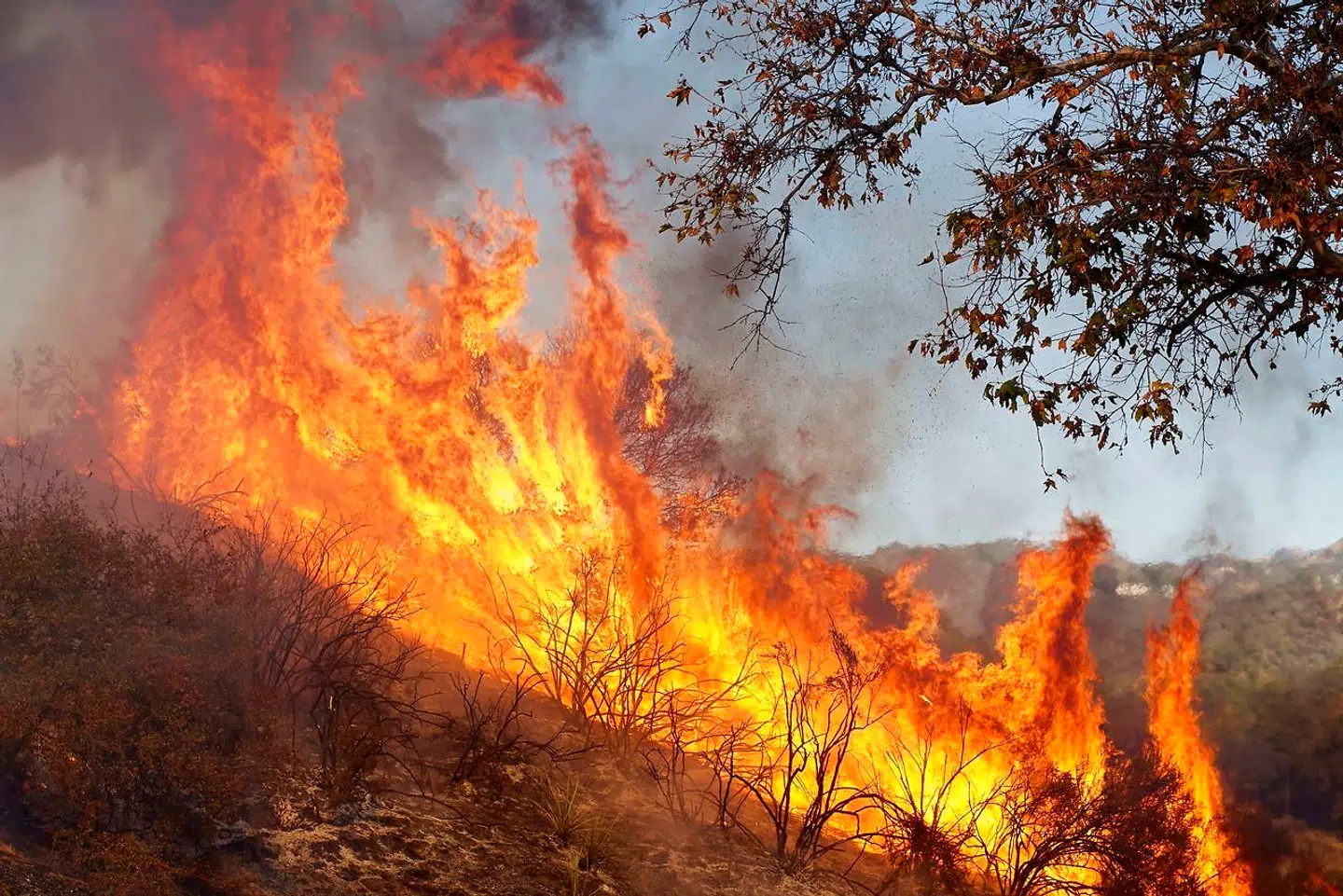 Flammerne har opslugt over 70.000 hektar land. De voldsomme brande, der har bredt sig i Californiens nordlige skovområder i løbet af de seneste dage, har kostet mindst 23 mennesker livet.
