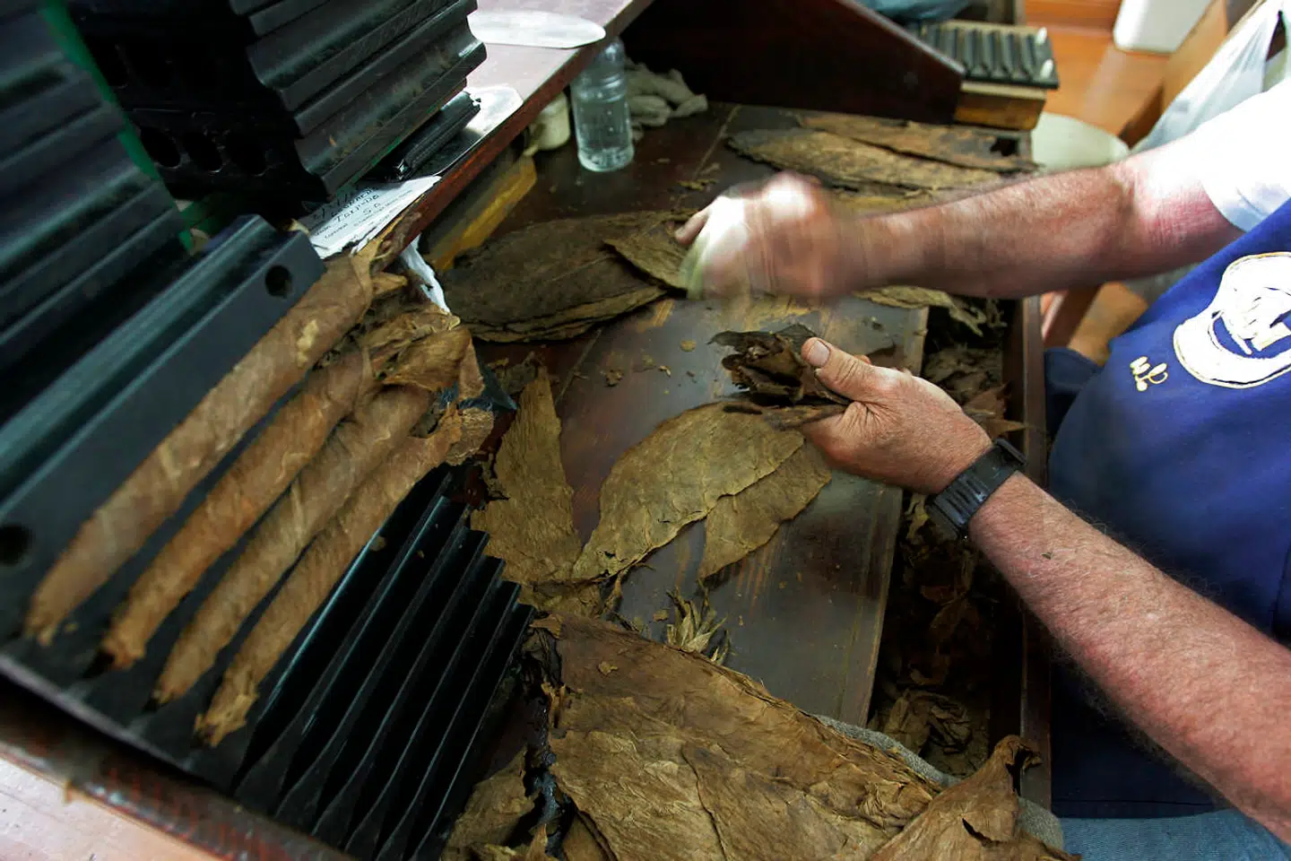 Leo Pedraza bunches tobacco leaves together before starting to roll a cigar at the El Credito Cigar Factory in the Little Havana district of Miami 23 August 2006. The factory, located in Calle Ocho street for some 35 years, produces some 1, 400 hand rolled tobaccos daily. The workers clean the leaves, roll and pack the cigars, and are paid anywhere from 46 cents to 72 cents per unit. A "roller" will produce about 150 cigars a day. Cuban-born Leo worked as a roller in Cuba for 38 years before comming to the US. He has been rolling cigars since his arrival here 11 years ago. AFP PHOTO/Roberto Schmidt