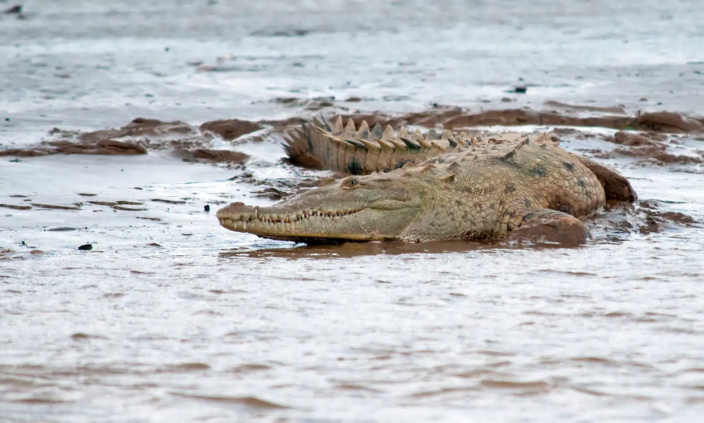 Krokodillesafari er en turistattraktion i en række lande – blandt andet i Costa Rica, som AOK har besøgt.