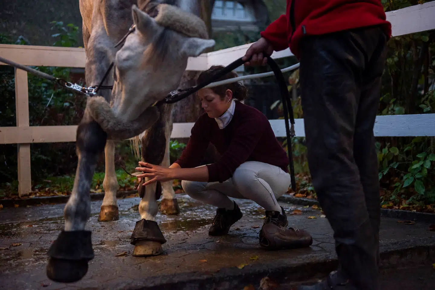 Det er tidlig morgen, og Sabrina Solis gør Albert klar til jagt i Jægersborg Hegn.