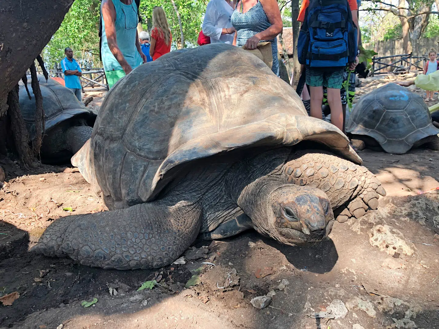 De kæmpe land-skildpadder, du kan se på Prison Island ud for Stone Town, er i dag et ganske sjældent syn, da de kun findes få steder i verden.