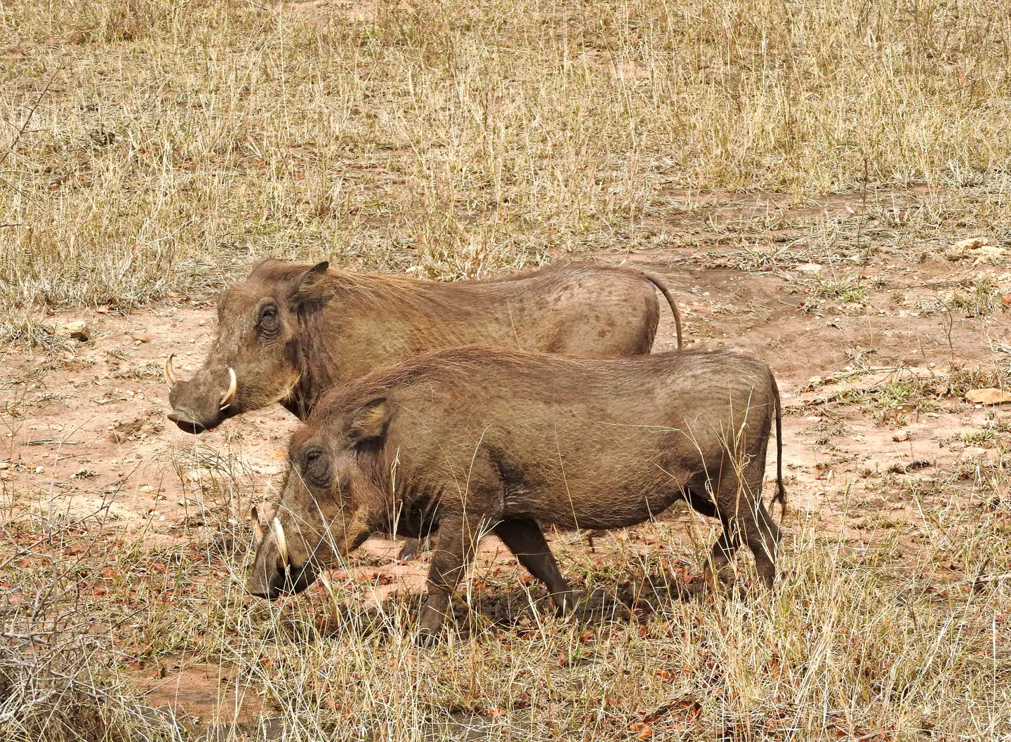 »Pumbaaa...!« råber turisterne begejstret ved synet af et vortesvin. Og ja, at køre rundt i Kruger National Park er da også lidt som at være med i ’Løvernes konge’.