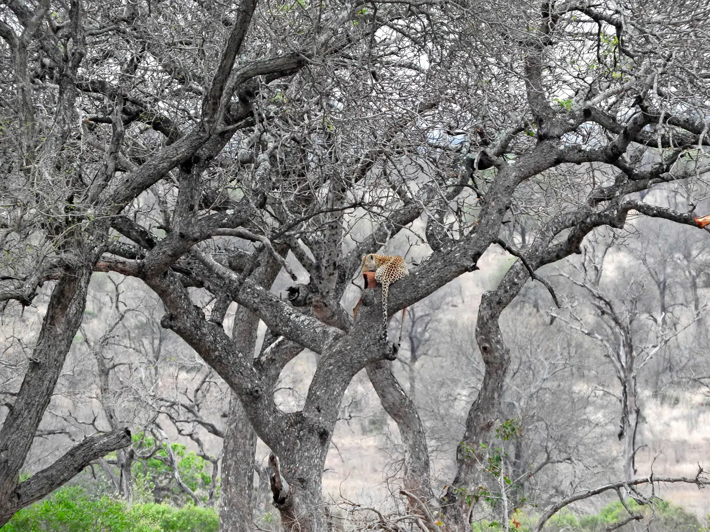 En leopard har slæbt morgenens bytte op i et træ i sikkerhed for de hyæner, der lusker rundt i nærheden.
