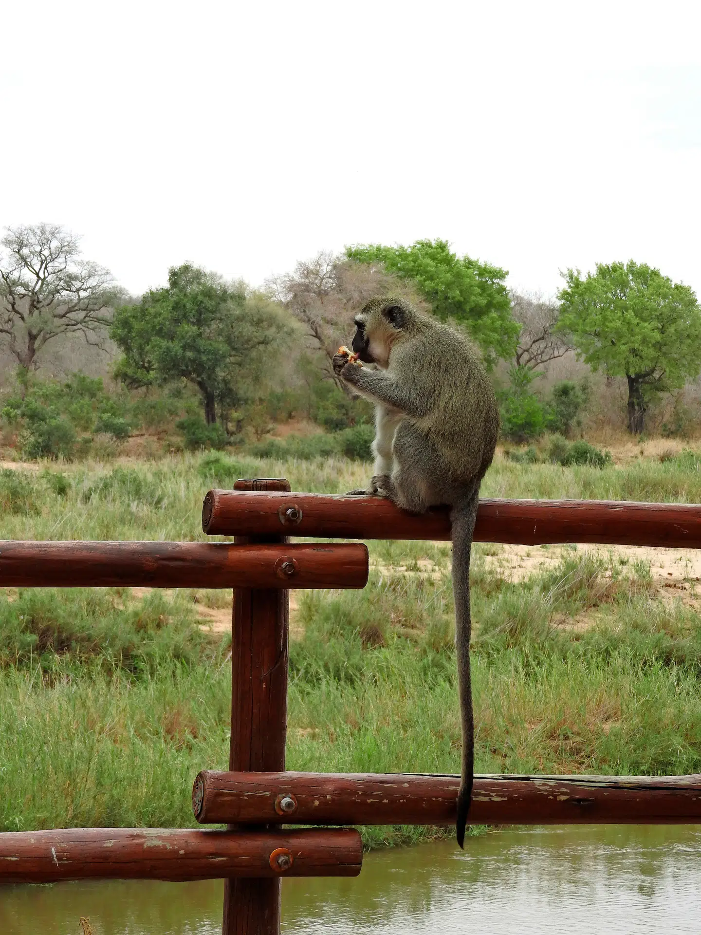 En af de tyvagtige aber, der kan stjæle din mad på et splitsekund.