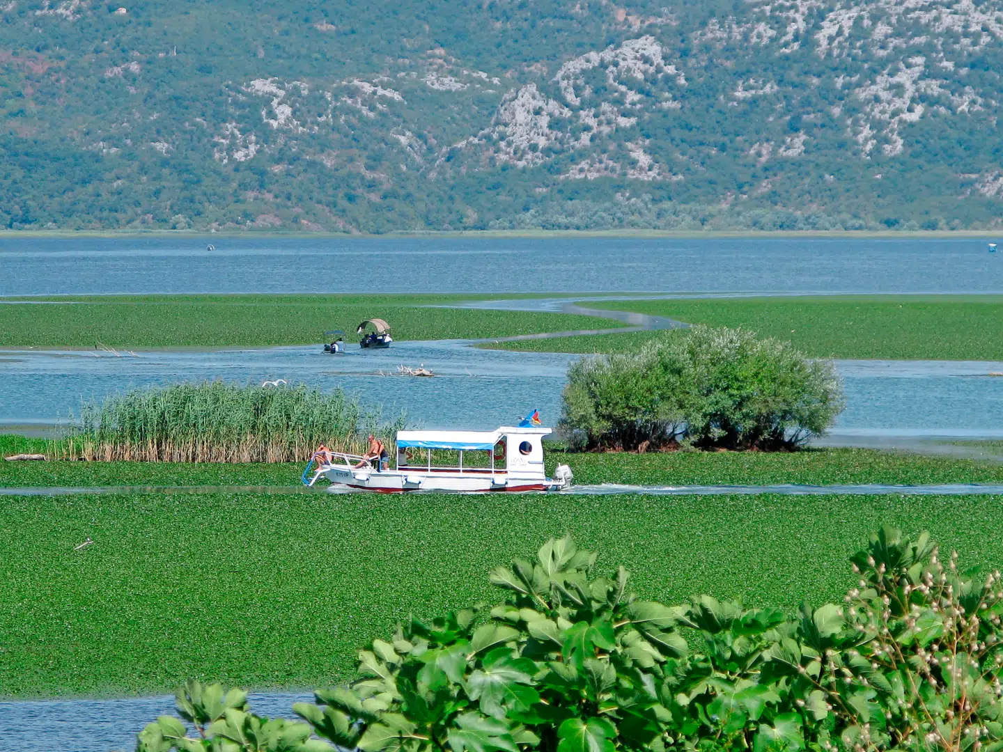 Flere steder på søen sejler man ad en smal sejlrende gennem et grønt sølandskab af åkander.
