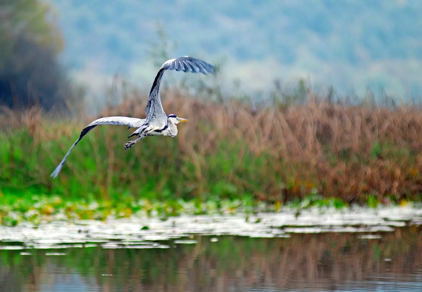 Synet af en flyvende fiskehejre er bestemt ikke at kimse ad.