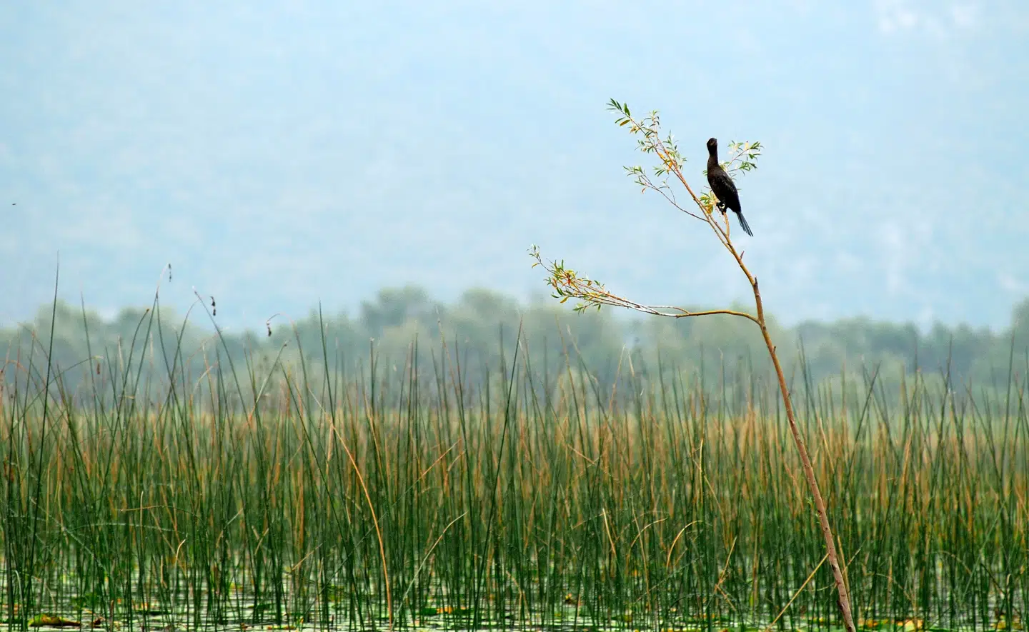 Skarver er der mange af på Skadar-søen – her lige over de tætte siv.