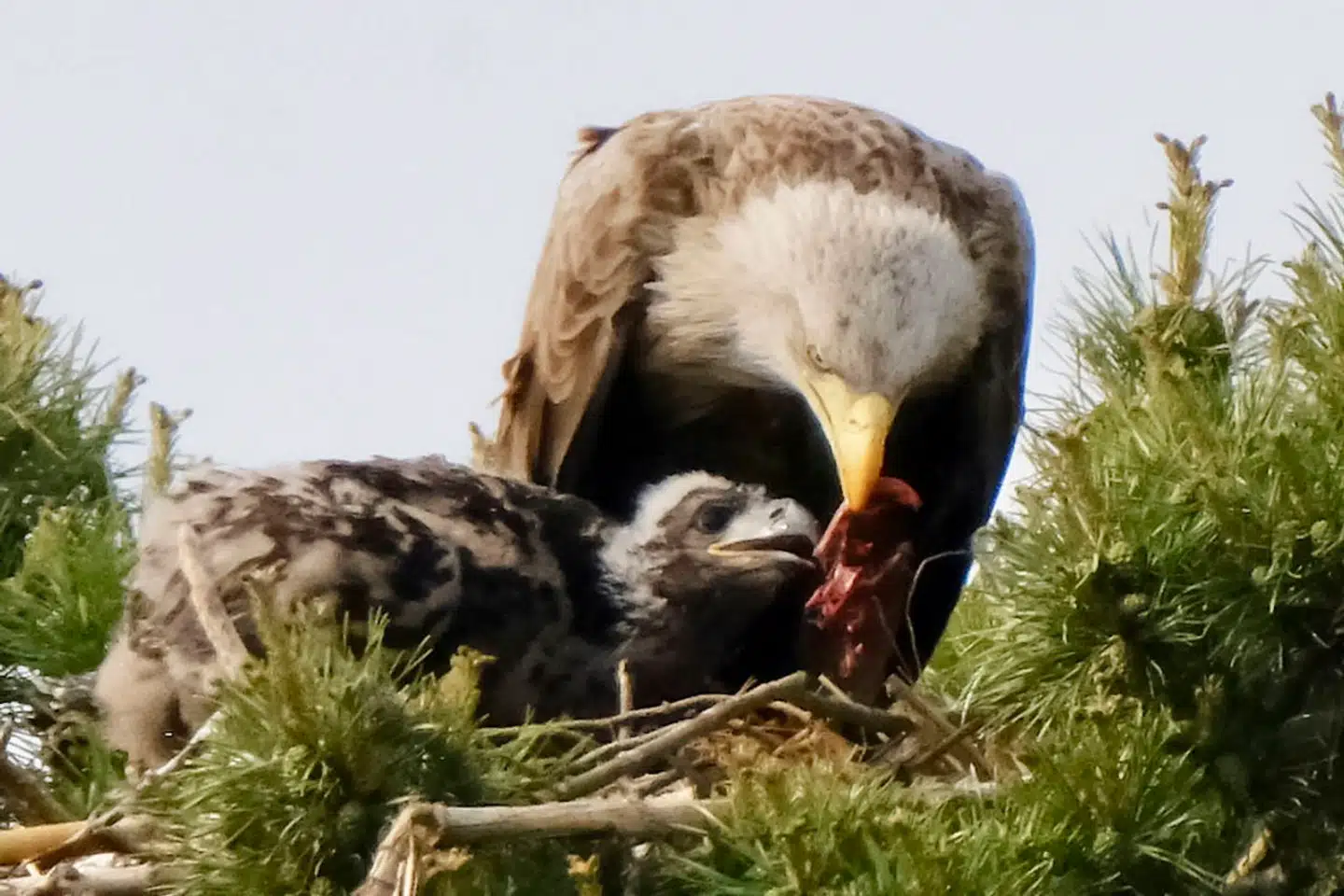 Her fodres havørneungen August i reden i et tyve meter højt fyrretræ i Kongelunden på Sydvestamager. Havørnen er Nordeuropas største rovfugl, blandt ornitologer kendt som »den flyvende dør« på grund af de stive, brede, rektangulære vinger. Den elsker ellers fred og ro, men i sommer opfostrede et ørnepar en unge tæt på Københavns Lufthavn. Foto: Stig Hansen