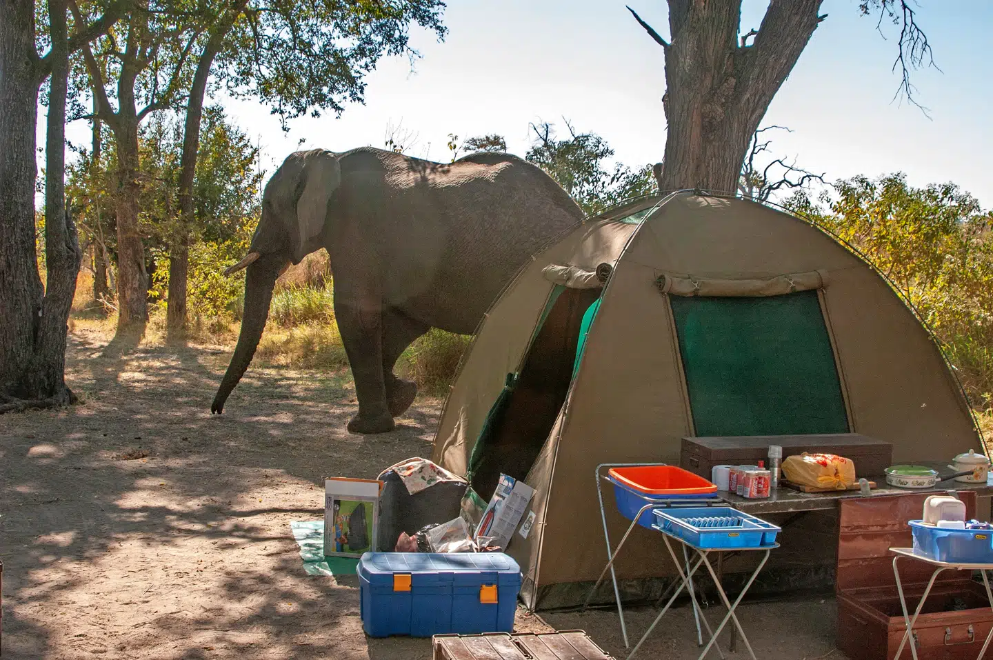 I Moremi Game reserve i Okavango-deltaet er campingpladserne ikke indhegnet, så man kan få uventet besøg midt i lejren.