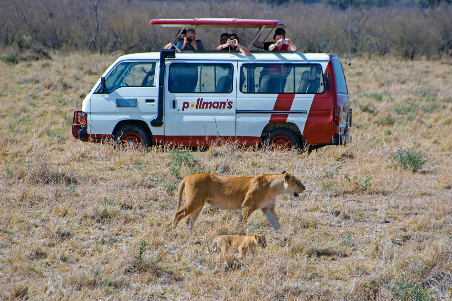 Der er rig mulighed for at se løver og andre af 'the big five' i Masai Mara-nationalparken i Kenya.