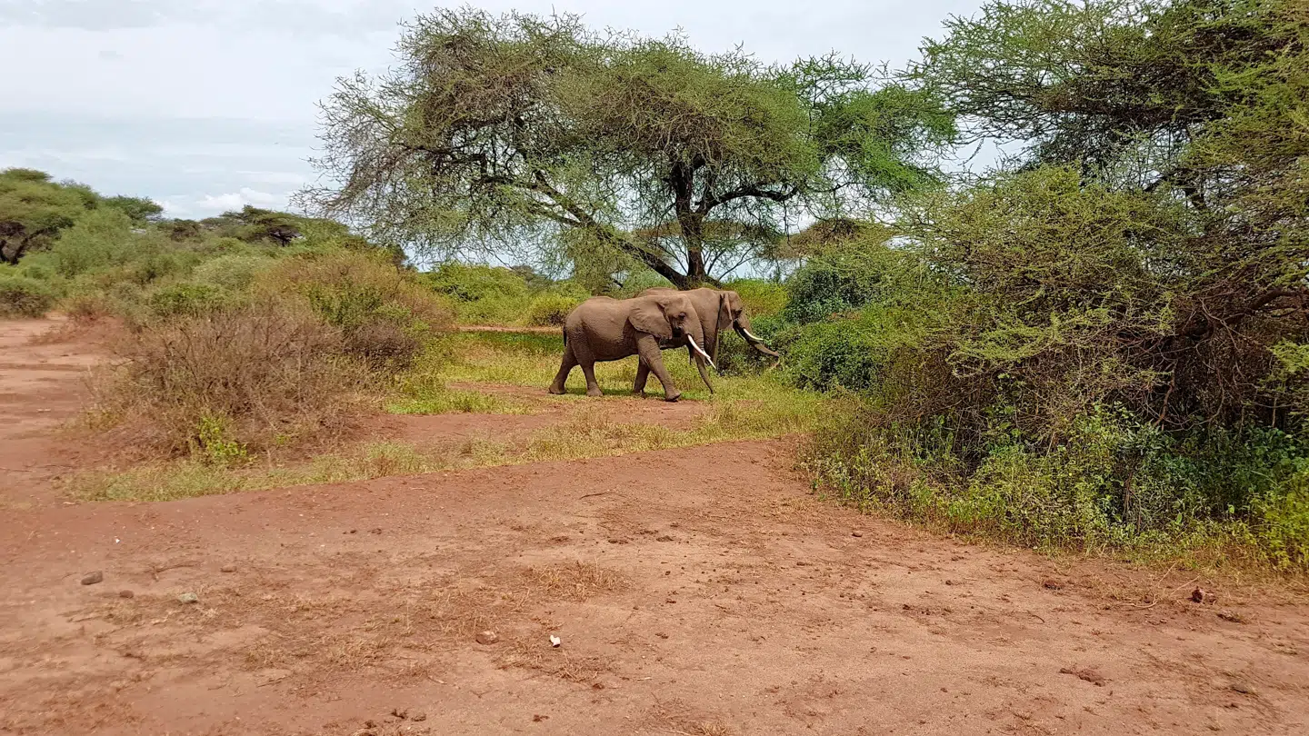 Det er vigtigt at alliere sig med et godt rejseselskab hjemmefra. De har de rette kontakter i Tanzania, og det betyder meget at have de rigtige folk med, hvis du skal tæt på de store oplevelser.