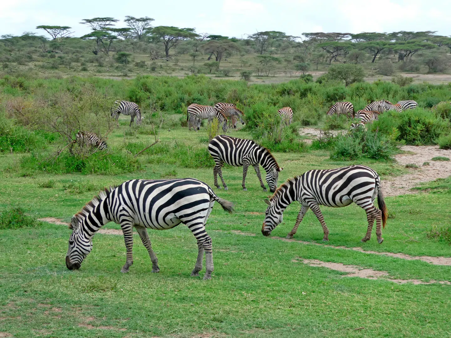 Der er usædvanligt mange zebraer i Serengeti. De pynter, lige meget hvor man ser dem, og de passer også bedre på hinanden, når de er i flok